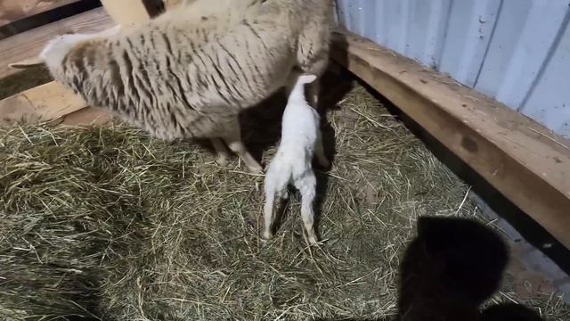 КОГО РОДИЛА ОВЦА?  ПОПОЛНЕНИЕ В ХОЗЯЙСТВЕ !