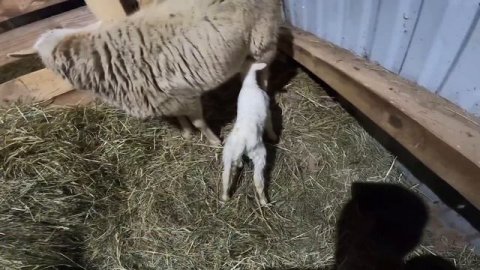 КОГО РОДИЛА ОВЦА? ПОПОЛНЕНИЕ В ХОЗЯЙСТВЕ !
