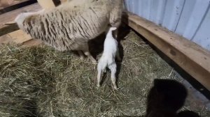 КОГО РОДИЛА ОВЦА?  ПОПОЛНЕНИЕ В ХОЗЯЙСТВЕ !