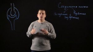 Биология 8 класс: Соединение костей