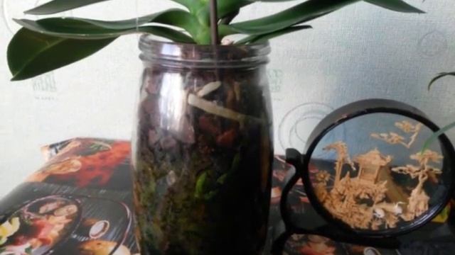 Кора для орхидей. Мой способ обработки. смотреть онлайн