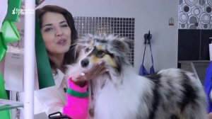 Дай лапу! Выпуск 26