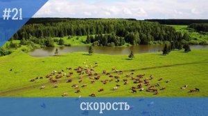 50 интересных фактов о лошадях