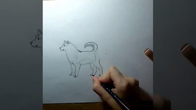 Как рисовать хаски( урок рисования) смотреть онлайн