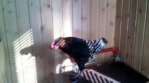 Петух породы маран.