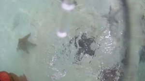 Остров Занзибар отзывы. Отели, пляжи, погода, сколько стоит ?