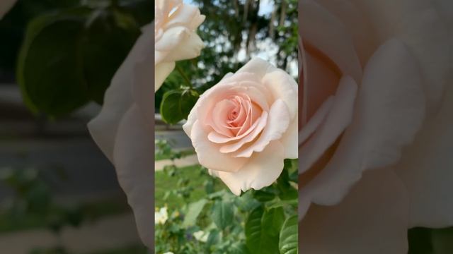 7 feet+ stem, Francis Meilland (Prince Jardinier)Hybrid tea rose, #relaxing #positivevibes #fragran