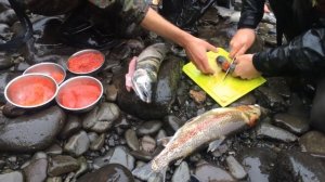Обработка рыбы, икра-пятиминутка + огромный хариус - Камчатка, сентябрь 2016