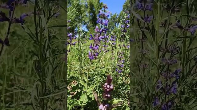 Летняя лесная поляна🥀 Релаксирующее видео😇 Гармония и красота 😍 Живые звуки природы 🐦🐝