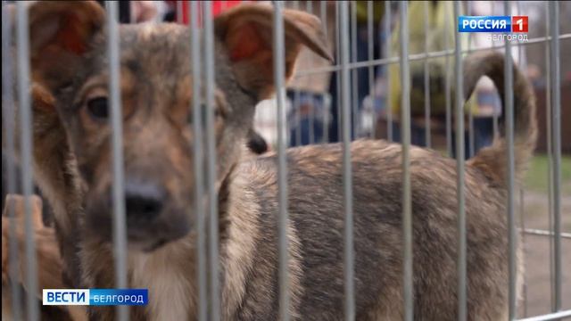 В Белгороде прошла выставка-раздача собак смотреть онлайн