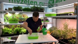 Салат Романо - детальный обзор выращивания микрозелени