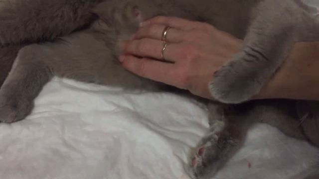 Шотландская кошка . Роды.Проверяем животик . Остался ещё кто нибудь там или нет смотреть онлайн