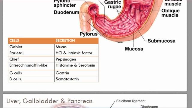 NURSING 2 1, GIT REVIEW OF ANATOMY OF GIT AND ASSESSMENT OF GIT смотреть онлайн