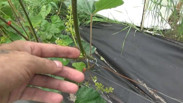 Пасынкование взрослого куста винограда . смотреть онлайн
