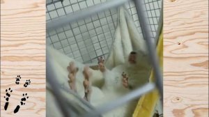 Лучшие приколы про ШИНШИЛЛ! Смешные ШИНШИЛЛЫ! Funny chinchillas❤#19