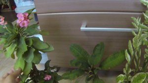 Комнатные цветы. Семейство молочайные. #семействомолочайные #молочай