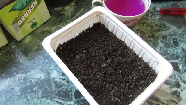 Сеем на рассаду семена циннии изящной смотреть онлайн