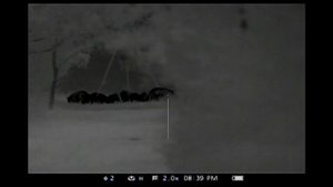 Pulsar 75XD in action