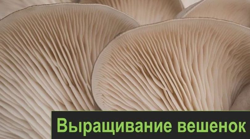 Как выращивать вешенки.