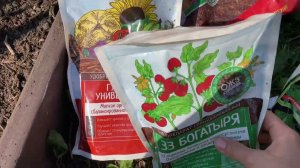 Клубника, окончание сезона сбора ягод