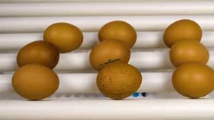 Автоматический инкубатор для яиц А-64. Новинка.