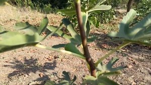 Инжир "Далматский коричневый" радует своими размерами и урожайностью!