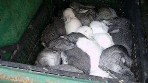 Осмотр гнёзд с крольчатами Клетка для кроликов с общим маточником