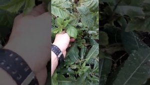 Ремонтантная малина Зюгана