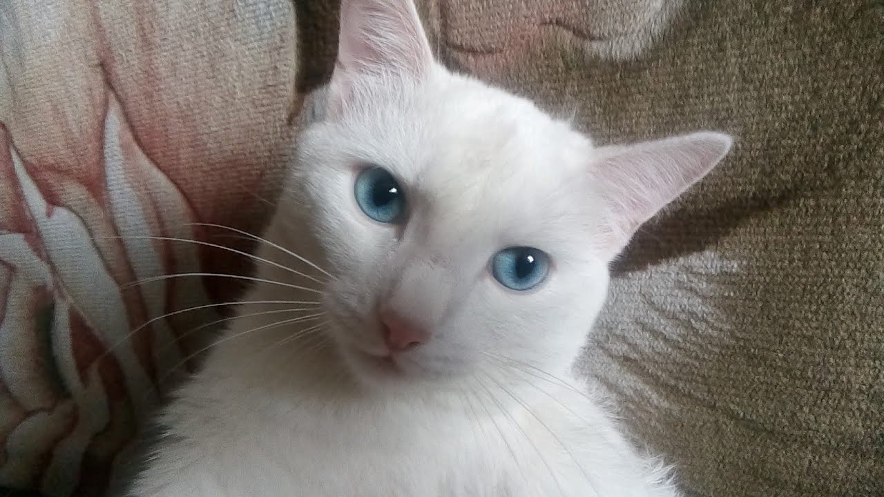 Смешные кошки и коты, приколы с котами и кошками 2021-2022