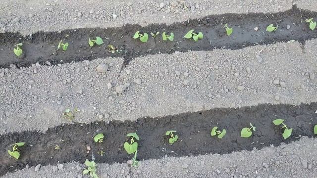 Нужно ли проращивать фасоль перед посевом? Наглядный ответ.