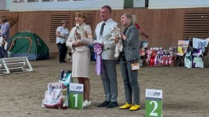 17.08.2024 Монопородная выставка чихуахуа, г. Челябинск, эксперт: Dušan Paunović. Ринг чихуахуа д-ш