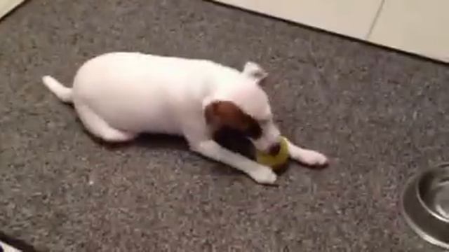 Парсон рассел терьер Контра-Банда играет!