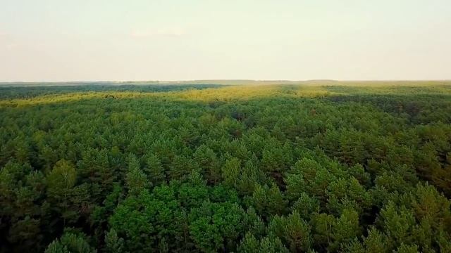 То, какой поступок СОВЕРШИЛА тигрица в благодарность за СПАСЕНИЕ своего малыша, поразит Вас! смотреть онлайн