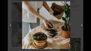 3 нюанса пересадки комнатных растений, о которых не всегда помнят даже опытные цветоводы