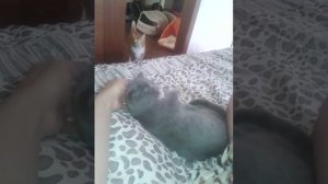 Шотландскому котёнку 3 месяца. Новый питомец