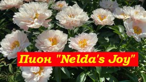 Пион Нельдас Джой Peony Nelda's Joy