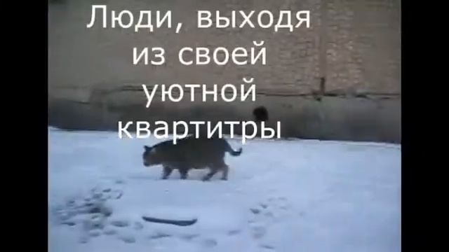 Покормите бездомных кошек смотреть онлайн