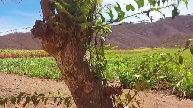 Árbol Jacaranda | Todo sobre el, cuidados y caracteristicas. смотреть онлайн