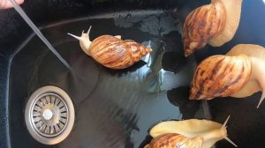 КУПАНИЕ УЛИТОК АХАТИН🐌🐌
