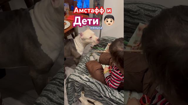 Амстафф Бой нянька для ребёнка #dog #амстафф #amstaff #шортс #тренд #собака #семья #ребенок #качалк