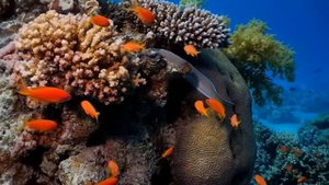 МИР  ПОДВОДНОГО  ЦАРСТВА ПОД  ПРЕКРАСНУЮ МЕЛОДИЮ