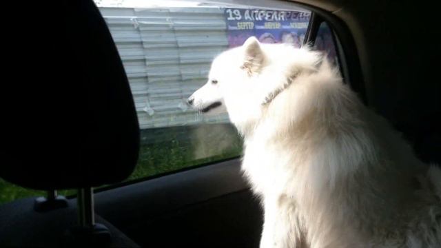 Японский шпиц в машине на прогулке с ветерком.Japanese Spitz in the car for a walk with the wind