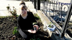 ИПОМЕЯ ЛИАНА - живой забор! Рассада ипомеи в открытый грунт.