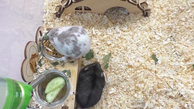 Утро моих Хомяков  Как такое возможно?   Alisa Easy Pets  Алиса Изи Петс