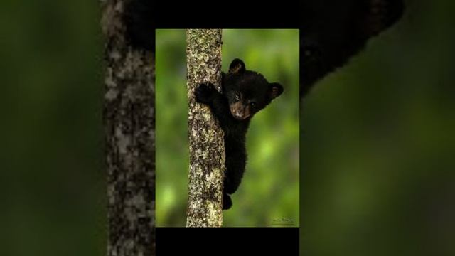 Crochet Black Bear Body amigurumi