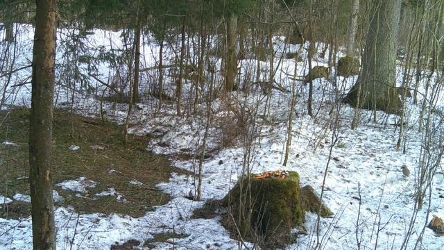 птичка в лесу. Сойка смотреть онлайн