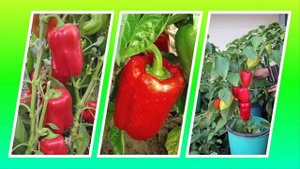 Сладкий перец Александрит - высокоурожайный, неприхотливый, ранний!