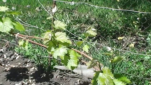 Виноград в Воронеже. смотреть онлайн