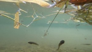 Севера Приморского Края