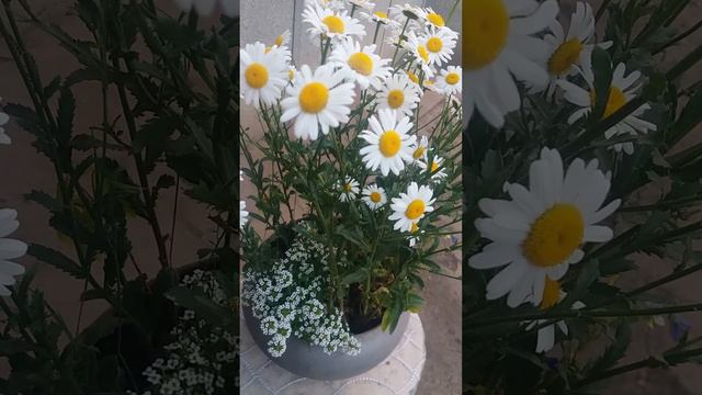 рома ромашки #nature #ромашки #daisies #flower #beauty #природа #квіти